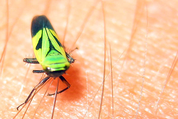 Strange fly in Juba, South Sudan